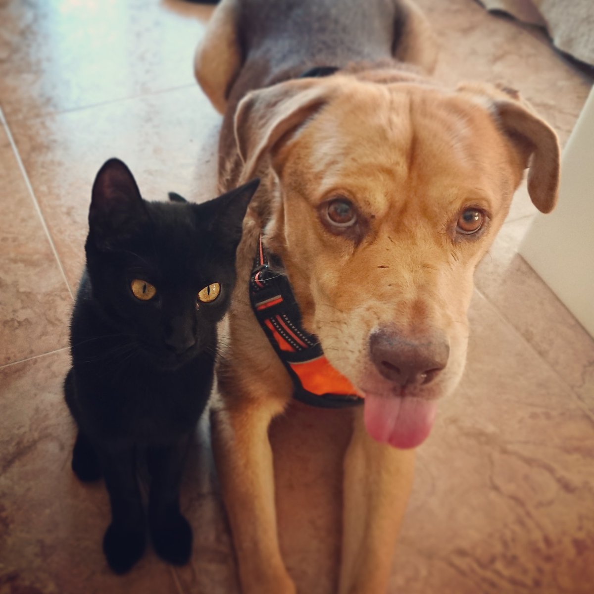 NBonjan's tweet photo. #MAIGenAdopcio i #BobBonJan gaudint de la bona vida amb #bonjanpsicologia #goodlife #goodlove #goodfeeling #dogsoftwitter #DogTraining #cattraining https://t.co/ovJ7rYgLPW