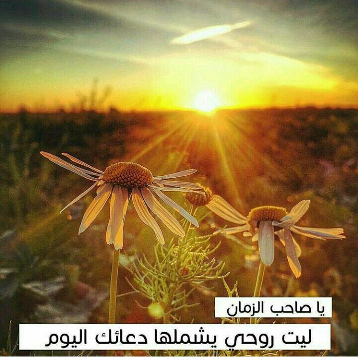 أيُوحِشني الزمانُ وأنتَ أُنسي  
ويَظلمُ لي النهارُ وأنت شَمسي 
 مؤلاي عجل فدتك نفوسنا .

#طابت_ليلتك_ياصاحب_الزمان