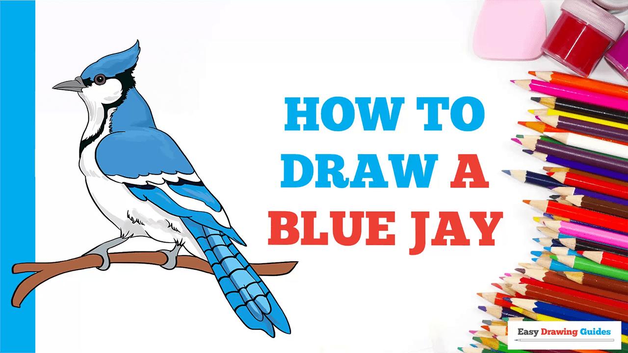 Learn How to Draw a Blue Jay Bird for Kids (Animals for Kids) Step