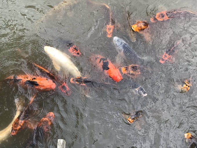 Japanese Garden for my birthday yesterday! Great relaxing chill activity since I was sick 😷 https://t