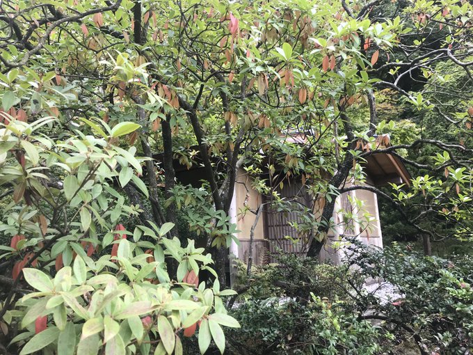 Japanese Garden for my birthday yesterday! Great relaxing chill activity since I was sick 😷 https://t