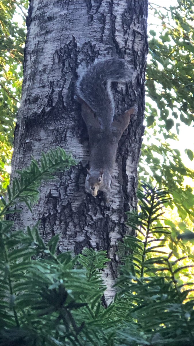 animals_nyc's tweet photo. Spider-Squirrel β¨
#nyc #newyorkcity #squirrel #wildlife #animalsofnyc #greysquirrel https://t.co/FQ1HL7qS6s