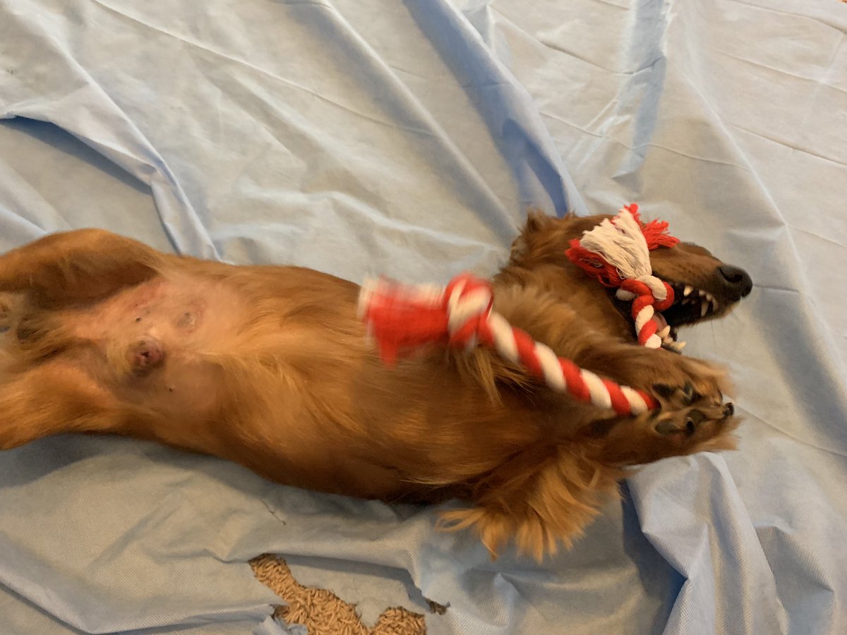 Playing with this new rope! Fun! #doxie #dogs #pets #weiner  #dachshund