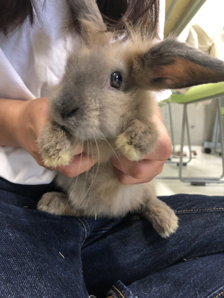 神戸ブレーメン動物専門学校 בטוויטר うさぎさん おしりもかわいい 男のコか女のコなのかの判別をしました 犬や猫とはまた違うかわいさありますよね T Co Cggcrnjvem 動物 専門学校 トリマー 動物看護 ドッグトレーナ うさぎ ウサギ 徳島校