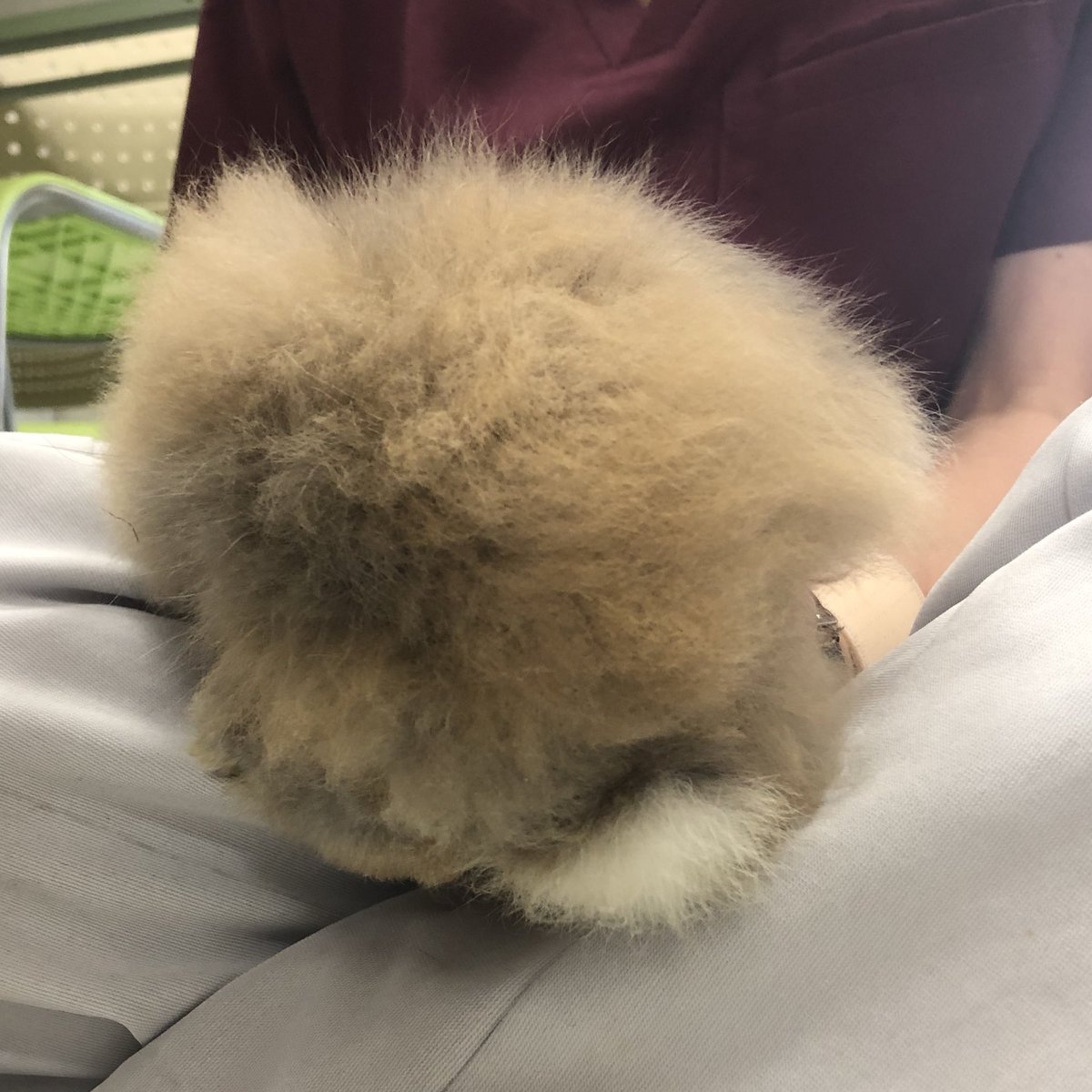 神戸ブレーメン動物専門学校 בטוויטר うさぎさん おしりもかわいい 男のコか女のコなのかの判別をしました 犬や猫とはまた違うかわいさありますよね T Co Cggcrnjvem 動物 専門学校 トリマー 動物看護 ドッグトレーナ うさぎ ウサギ 徳島校