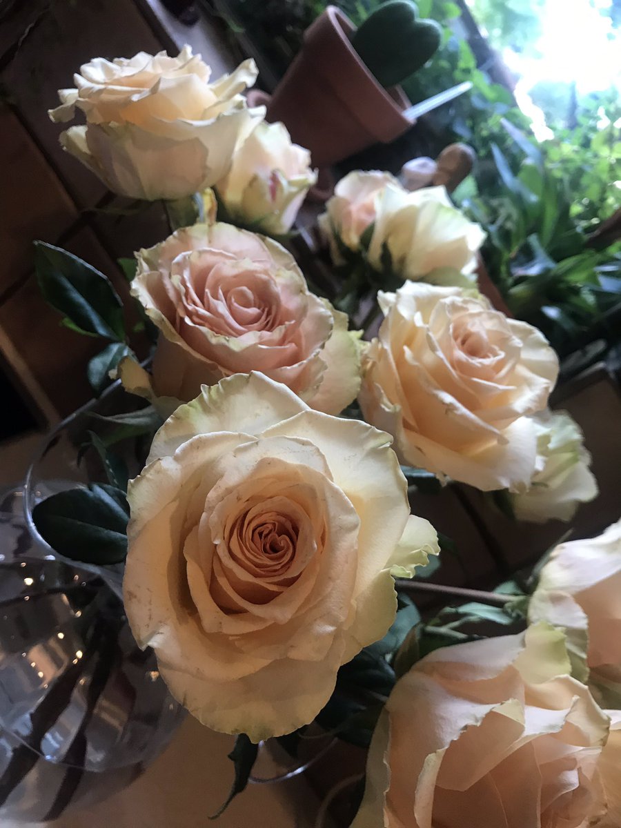 JennyTHEPotter1's tweet photo. Jennyβs Flower Rescue
Rescued from Krogerβs clearance flower section. Theyβll finish out their life here in my home - loved!
One day maybe weβll add doggies too. Right Ken?
#flowerrescue
#perfectrose
#saved
#loverescues
#priceisnoteverything
#doesthedollaramountmaketherose https://t.co/i3X9WJGhdY