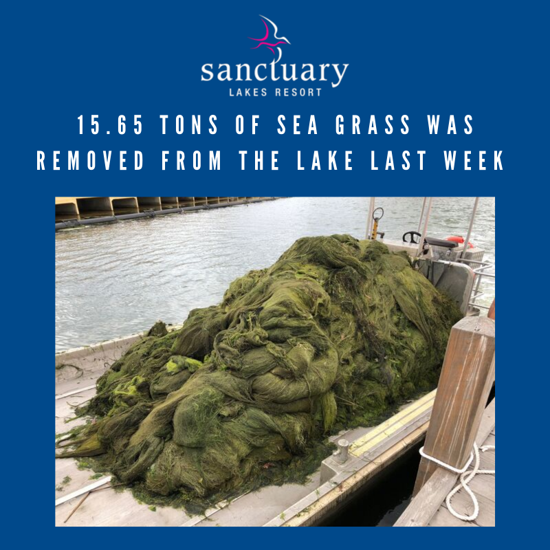 SanctuaryLakes1's tweet photo. A total of 15.65 tons of algae was taken to the tip face for recycling last week.

This total was all collected from the head of the lake.

#SanctuaryLakes #SanctuaryLakesResort #SanctuaryLakesResortServices #SLRS #Lake #LakeCrew #Seagrass #PointCook #Melbourne #Sanctuary #Lakes https://t.co/IZbMa8mz3X