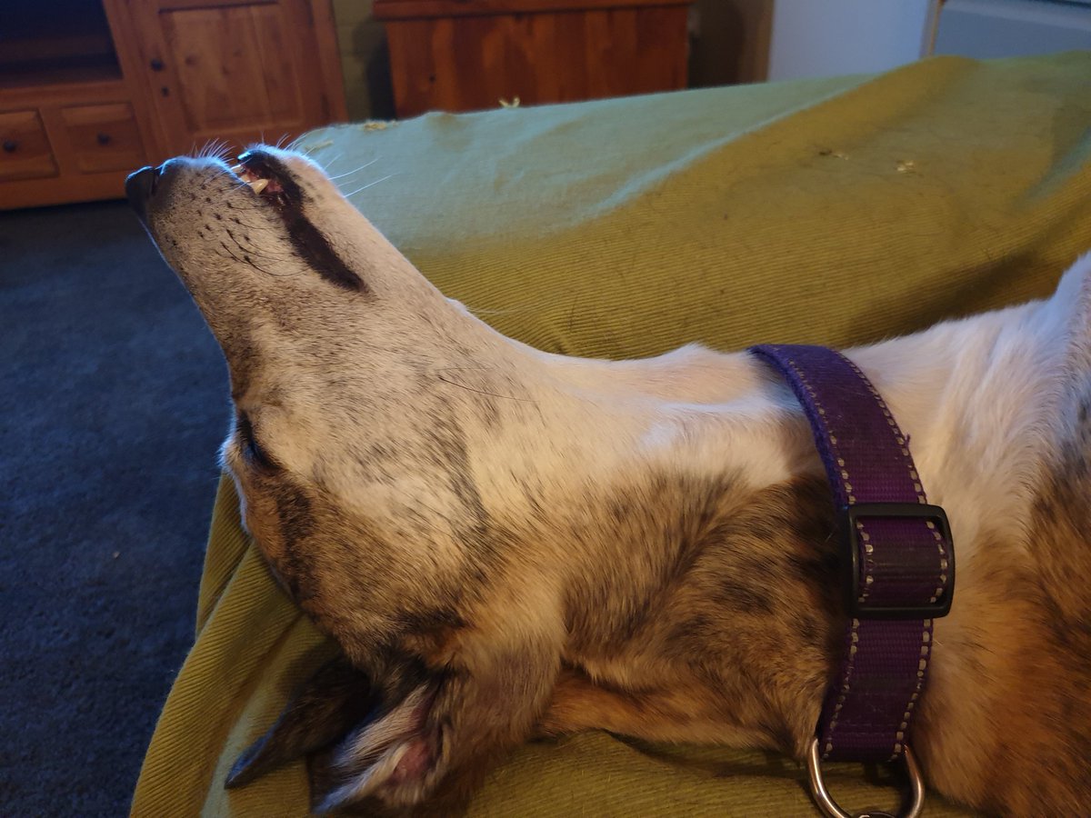 editorkarenc's tweet photo. Wrote nothing yesterday, but... I scored an epice pic of my greyhound snoozing. Lucy Greyhound ❤🐾 #greyhoundrescue #dog #writer #rescue #shelter #lucy @rainbowanimalsanctuary
#snore https://t.co/yK6auDIs5R