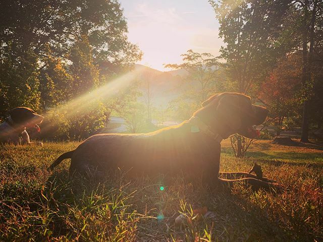 Sundays are good for the soul. How do you rest and prepare for the week ahead?

#sunday #selfcare #rest #pause #weeklyprep #downtime #furbabies #dogstagram #familytime #restore #farm #lovewhereyoulive #sunset #fall #birddog #orvisdogs ift.tt/2m87u9g