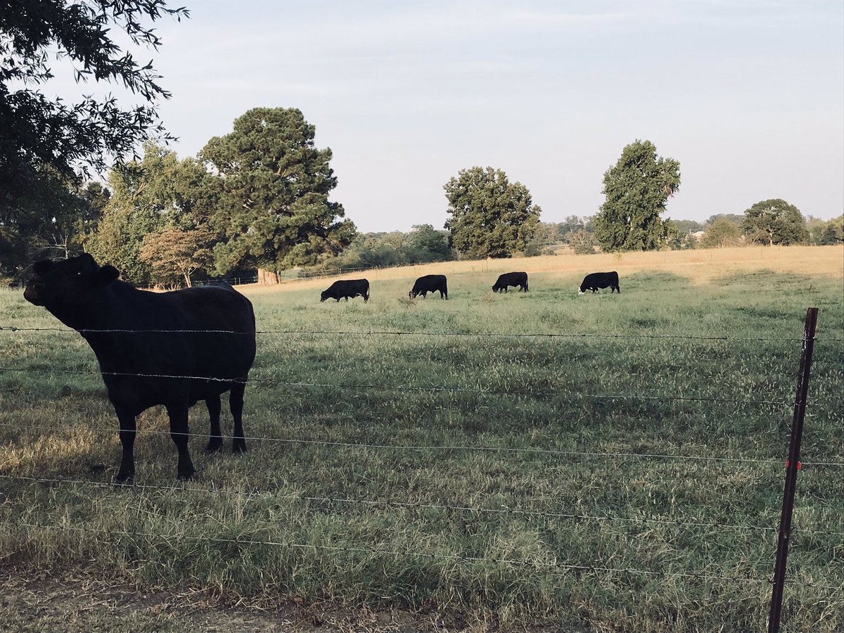 meganlee1_'s tweet photo. When you go to Granny &amp; Pawpaw’s you raid the garden. #easypicker #ilovecows #countrygirl https://t.co/WgJYu0c2j9
