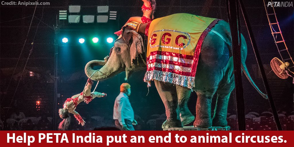 PETA India on Twitter: PETA India on Twitter: