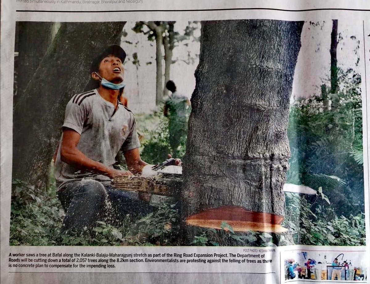 Trees have already been started cutting by Department of Roads in the Kalanki-Maharajgunj Section. We are still in demanding for making the design public. So far, we came to know even IEE hasn't been done.

News: TKP and Kantipur

#rethinkingringroad #2057lives #treesarelife