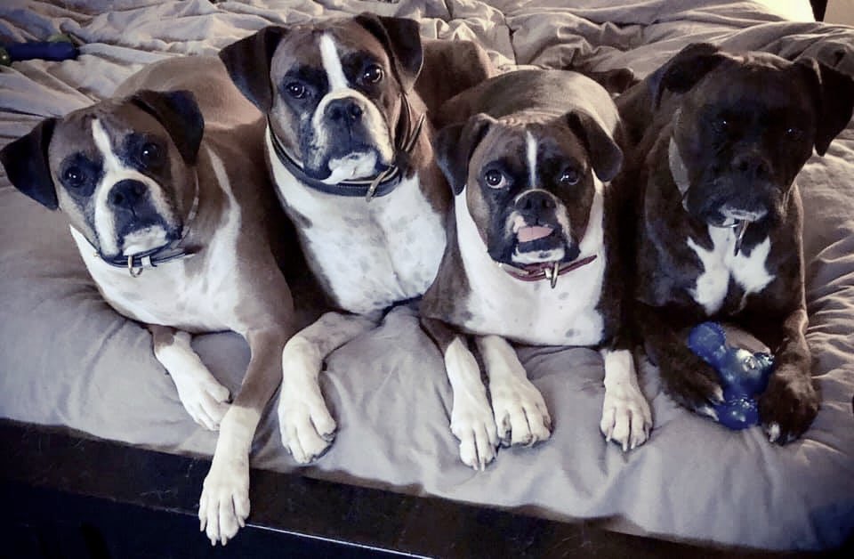 ackleades's tweet photo. Don’t mind me...I’ll just stand🙄🐾🛌🦴🐶😴

#Boxer #BoxerDog #MattieTheBoxer #DukeTheBoxer #EmmaTheBoxer #JadeTheBoxer https://t.co/kYIh8GdPWP