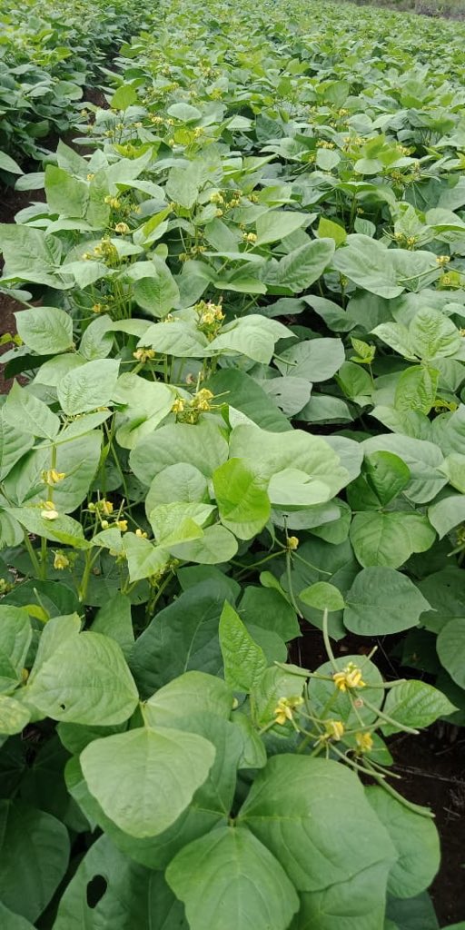 AjitJisl's tweet photo. Green Gram (मुग) under sub surface #DripIrrigation - SDI
This is a rotation crop after harvesting #Rice under #Drip_System at .@JainIrrigation R&D cum demonstrations Farm at #Udumalpet in Tamilnadu.
The future of agriculture is #AgTech & #PrecisionAgriculture
#MoreCropPerDrop https://t.co/cA6bgtiOeY