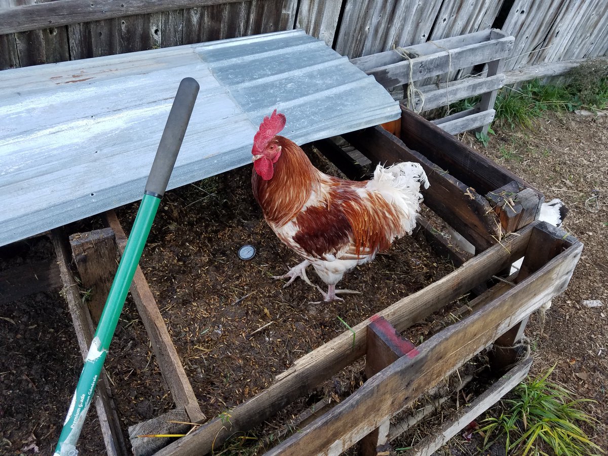 SnazzyRooster's tweet photo. Helped @SuperArjunaButt with his compost pile today.  He didn't water down the chicken litter enough, so I scratched it up to show him how dry it is. https://t.co/gvTus6vlTX
