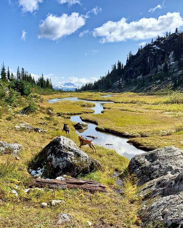 joewuq's tweet photo. #bff #shotoniphone #earthpix #bestmountainartists #mountaineer #gooutside #natureaddict #beautifulbritishcolumbia #hiking #ourplanetdaily #landscapes #wanderlust #theoutbound #pnwonderland #mecnation #nature_wizards #camping #hikebc #explorebc #mountains… https://t.co/s6K8Qp2kxy https://t.co/y0uGVmv6Kj