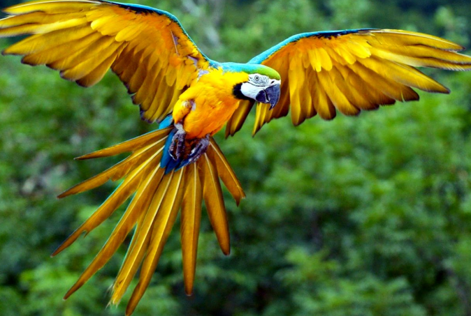 acupfulofhappy's tweet photo. 💙💛💙💛
What a beautiful Macaw!
#animalpictures #picturesofanimals #animalsinnature #macaw #parrot #blueandgoldmacaw #wildlife #protecttheenvironment #protectwildlife #protectourplanet #iloveanimals #naturelovers #thegoodnewscafe #thegreatoutdoors #amazingworld #beautifulanimals https://t.co/af218UauEK