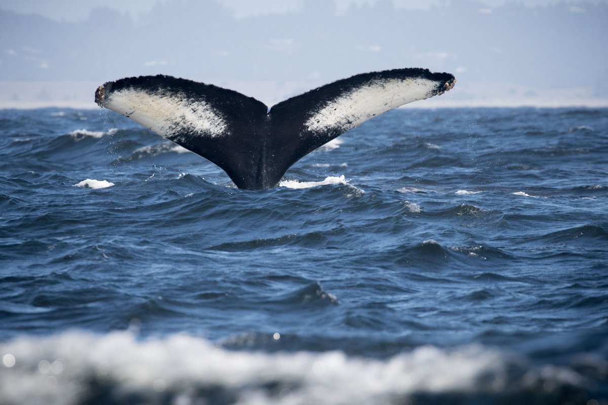 We had good humpback whales all day today, and we found a free beach ball too! Score! - discoverywhalewatch.com/september-29-f…