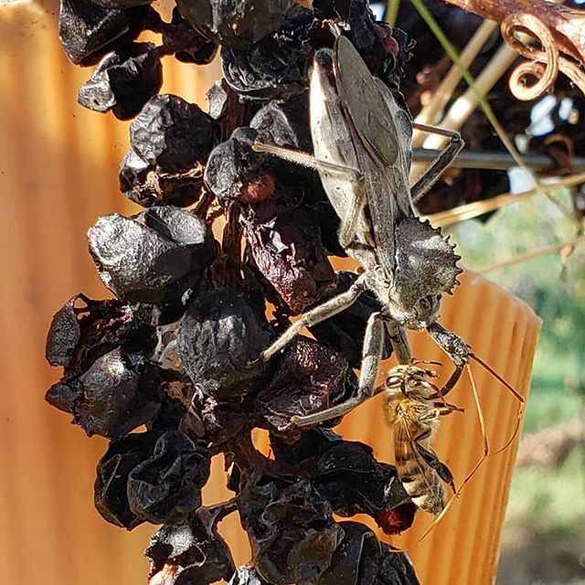 I guess the #assassinwheelbug never received the notice not to kill the bees. 🐝 ift.tt/2nJhjuK