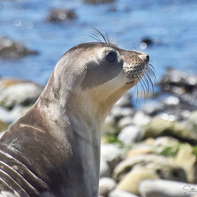 So amazing to see the rehabilitated #seals and sea lions being released back to the wild by @marinemammalcare .
.
.
.
.
.
.
#marinemammals #pinnipeds #SanPedro #rehabilitation #discoverla #coastalcalifornia #californiacaptures #californiaadventures ift.tt/2mWnOu3