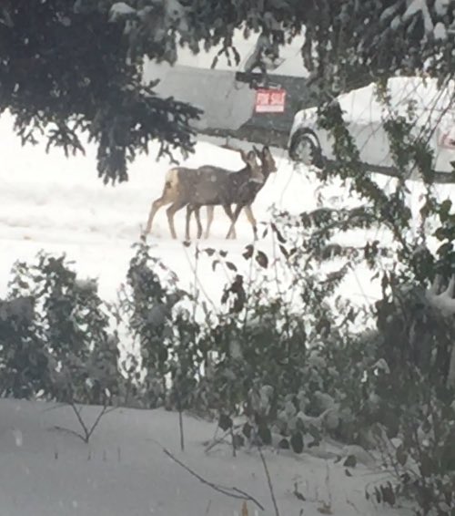 ginnylou403's tweet photo. 40cm (16") of snow in Black Diamond, AB so far and it's still...coming...down...❄️😳 it was a great day for staying inside and reading books. These two yearlings passed by with their mom. #abstorm #Snowtember #fsd38 https://t.co/ikNMkAwTSB