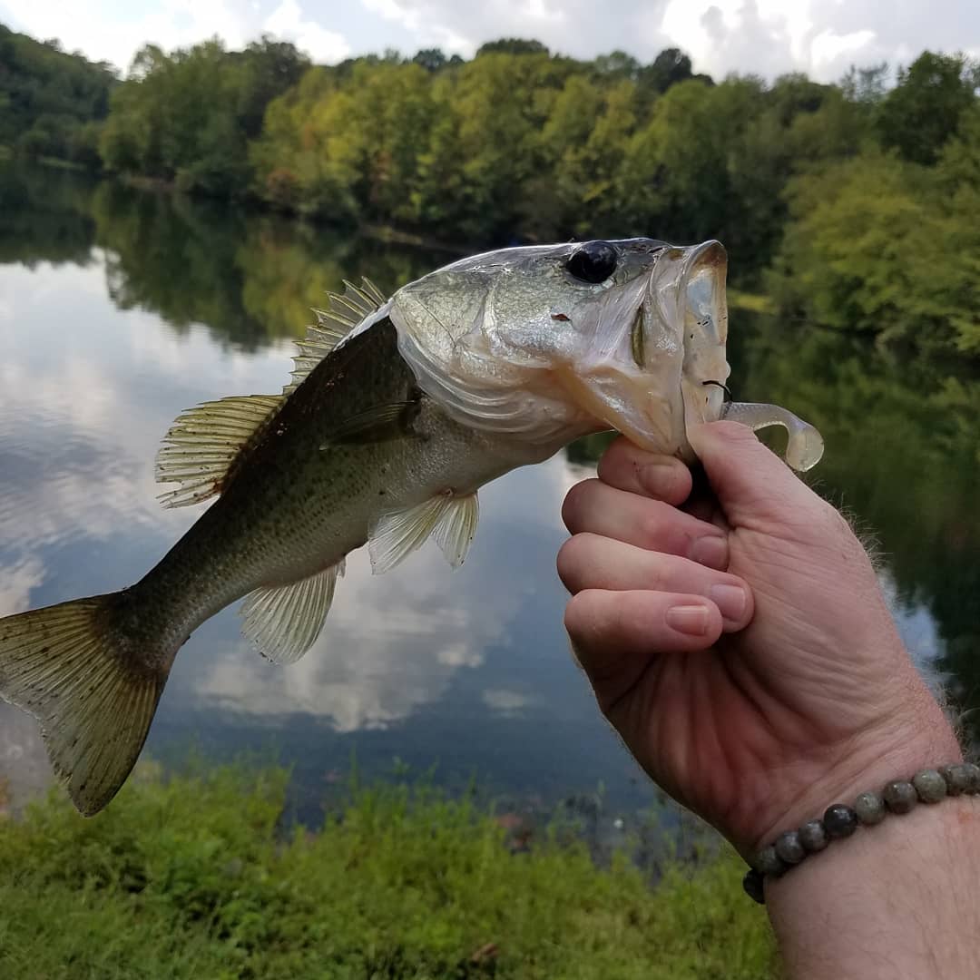 Junkman84G's tweet photo. #SundayFunday #fallbass @UglyStik #largemouths #fishaholic #fishinglife #ponds #appalachian #extermeangle https://t.co/lsCbplnMQz