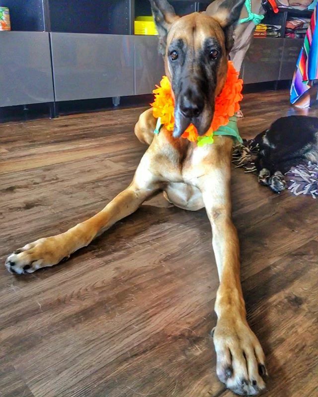 VickiYu's tweet photo. Met this sweetie at the pet store. Adorable and magnificent🐾#greatdane #bigpaws #greatdanelove #doberman #dobermanpinscher #fawngreatdane #thoseearstho #dogbrows #dobermann #dobie #dog #dogsofinstagram #dogs #instadobes #dobielove #alldoberman #dobel… https://t.co/KdK6stWldZ https://t.co/duHoJnBw5W
