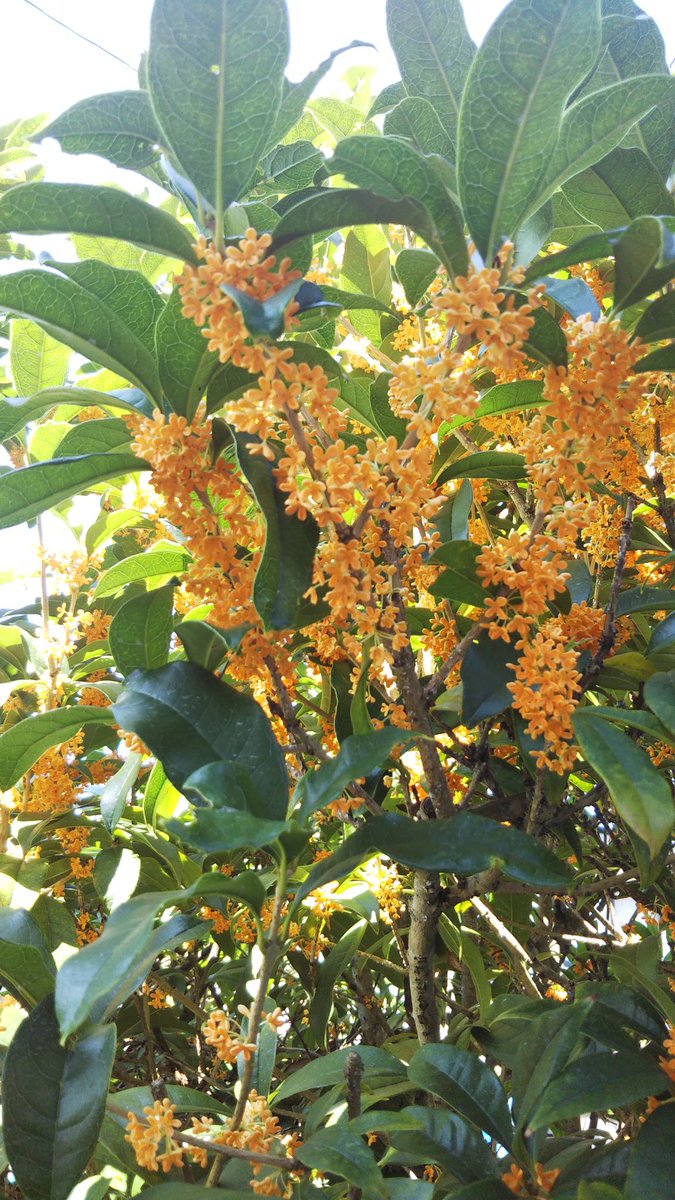 庭の金木犀（キンモクセイ）が咲きました。芳しい香りが庭中に漂っています☺️自然の芳香剤です。