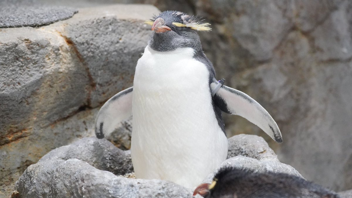 もっち على تويتر ミナミイワトビペンギン 海遊館 もっち على تويتر ミナミイワトビペンギン 海遊館