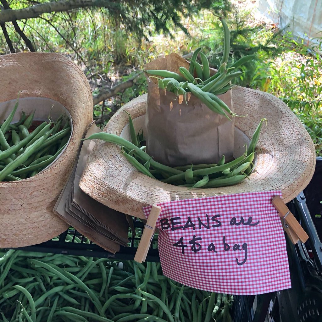 gcuof's tweet photo. We had another successful #market this week! Look, it’s Dave and Francis (and a couple photos of produce)! Did you know, Francis is our floral expert!? Thank you soo much for your commitment to the season Francis and Dave!!! #uofg #learningfarm #studentfarm https://t.co/xjqgU1L2aS
