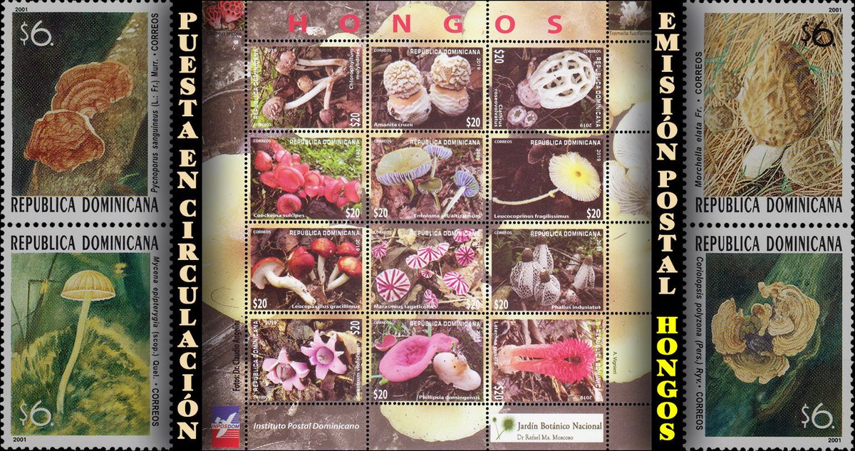 SelloDominicano's tweet photo. El 15-8-2019, el INPOSDOM y el Jardín Botánico Nacional, emitieron la serie postal alusiva a los Hongos.
Más detalles en nuestro blog.
https://t.co/kpZTyrJkoZ
#sellosdominicanos #filateliadominicana #filateliarepublicadominicana #jardinbotaniconacional #hongos https://t.co/iJlCjy1UTm