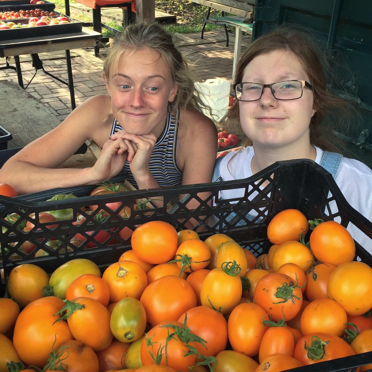 gcuof's tweet photo. Umm... we need to talk about tomatoes! These stunning “Valencia’s” make beautiful bright orange sauce!! Check it out, #volunteers, Monica and Paige, are marvelling at how many #field #tomatoes came off just one row!!! #studentfarm #learningfarm #uofg https://t.co/sGNTr6cwag