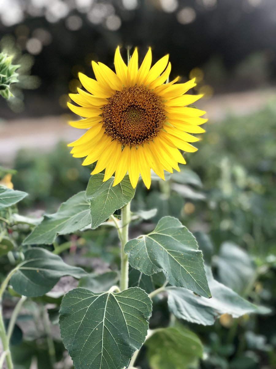 tfulsangreaduhs's tweet photo. Found some beautiful things on my weekend journey... #Alabama #restrelax 💜💜💜 https://t.co/xYXcjbALzS