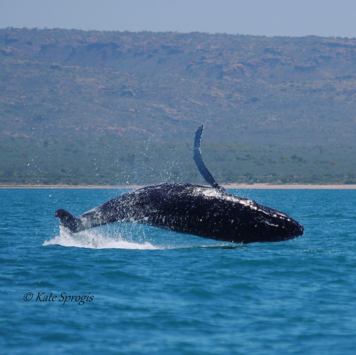 Calf breach! 🐋💦 #ExmouthGulf #WesternAustralia #humpbackwhale #breach