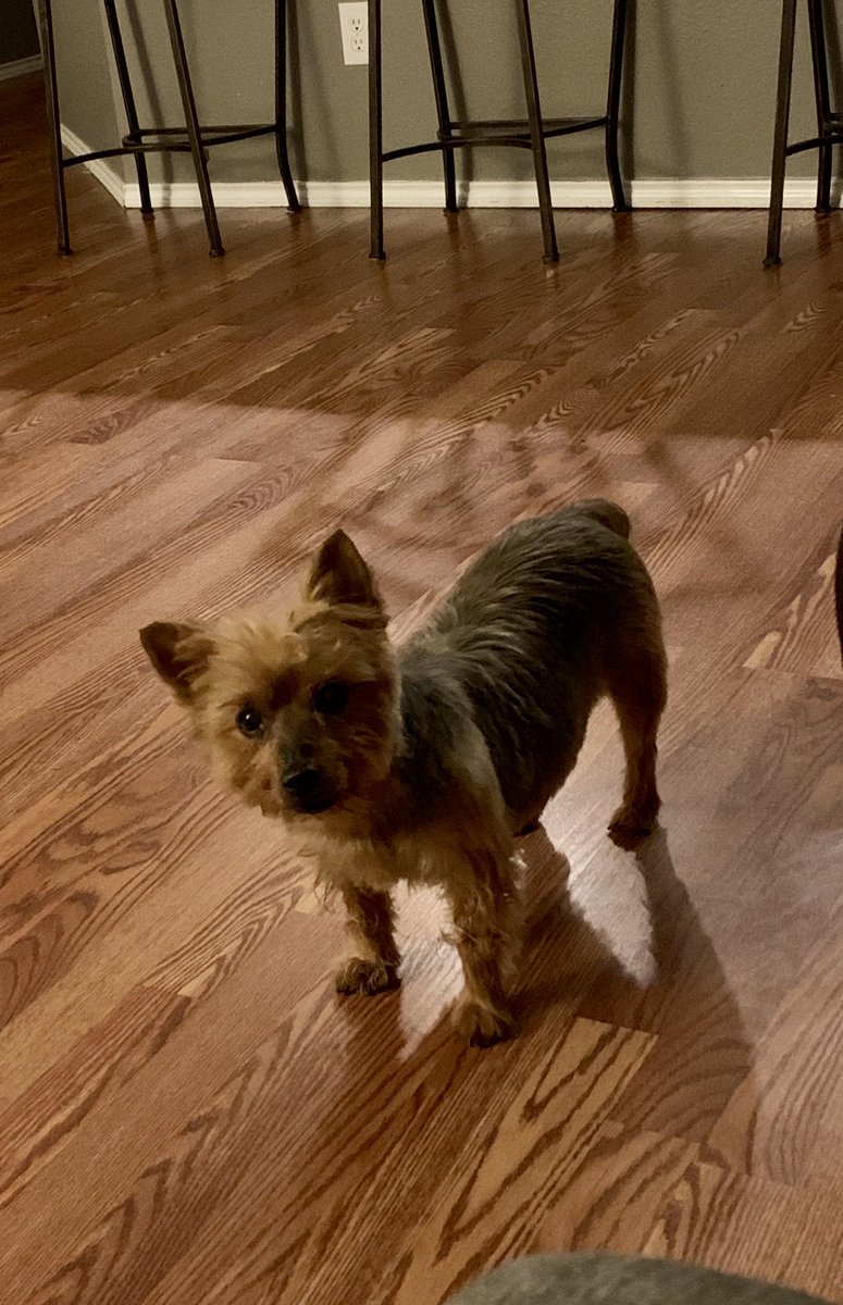 RealtyInnes's tweet image. She just likes to stare. #violetpuppy