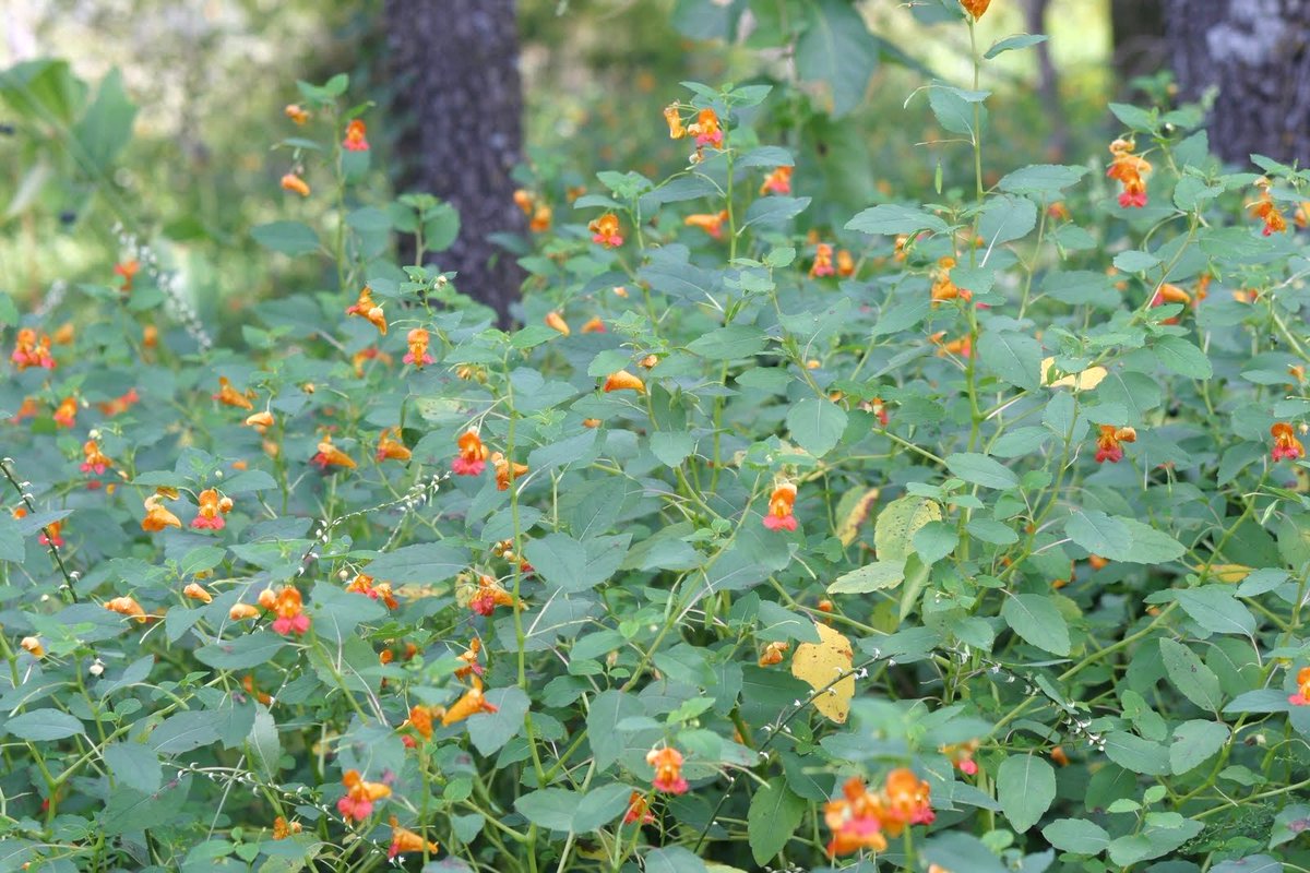 OsbornMediaLLC's tweet photo. @maddileigh_ Find some jewel weed.
Joey makes soap out of it, and it’s good for just about everything that itches.
If you can find it, mash it up into a paste and apply it directly the poison ivy. The orange is the best, but yellow works well and is everywhere around here. https://t.co/6F91qb0X7F