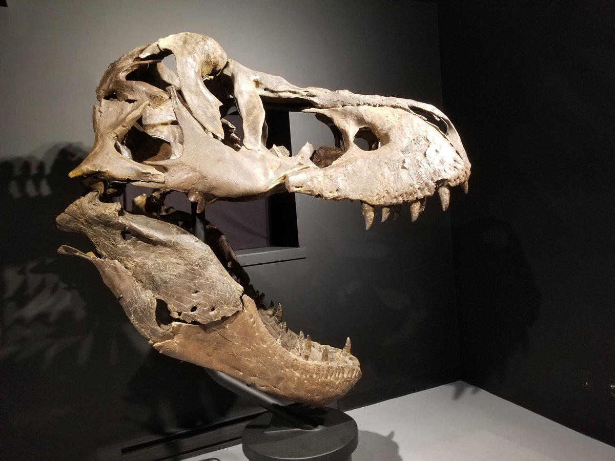 NiaziShamsun's tweet photo. Avuxeni and jambo msrafiki. Enjoyed Fireside chat and looking forward to #safarilive Happy for whatever WE see. This is Victoria 2nd most complete T Rex skeleton and I touched her. Plus other pics. Amazing experience at #DiniLab @DinoLab_Inc https://t.co/59wVssS0jH