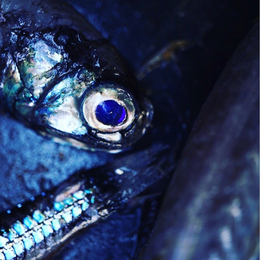 SUMMERH2020's tweet photo. We have been asked by many what kind of #mesopelagic fish this is from our @instagram profile - *drumroll* -- it is (probably) a spotted lanternfish (Myctophum punctatum) and the photo is taken by @SINTEF_Ocean Researcher @TveitGuro @fiskeribladet #sustainable #Fisheries https://t.co/q7pIb0texP