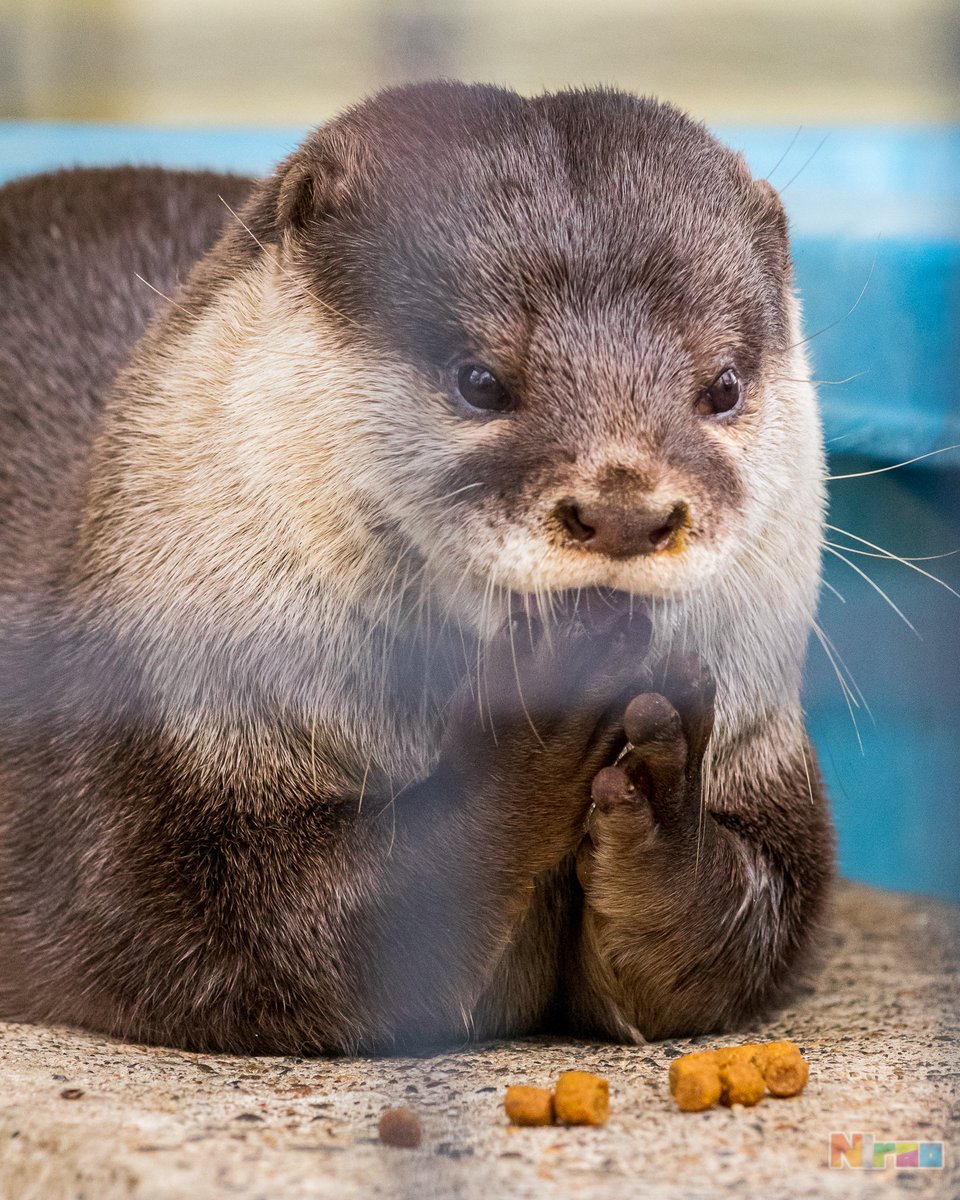 ニラオ カワウソの昼寝は可愛いって知ってましたか ニラオ カワウソの昼寝は可愛いって知ってましたか