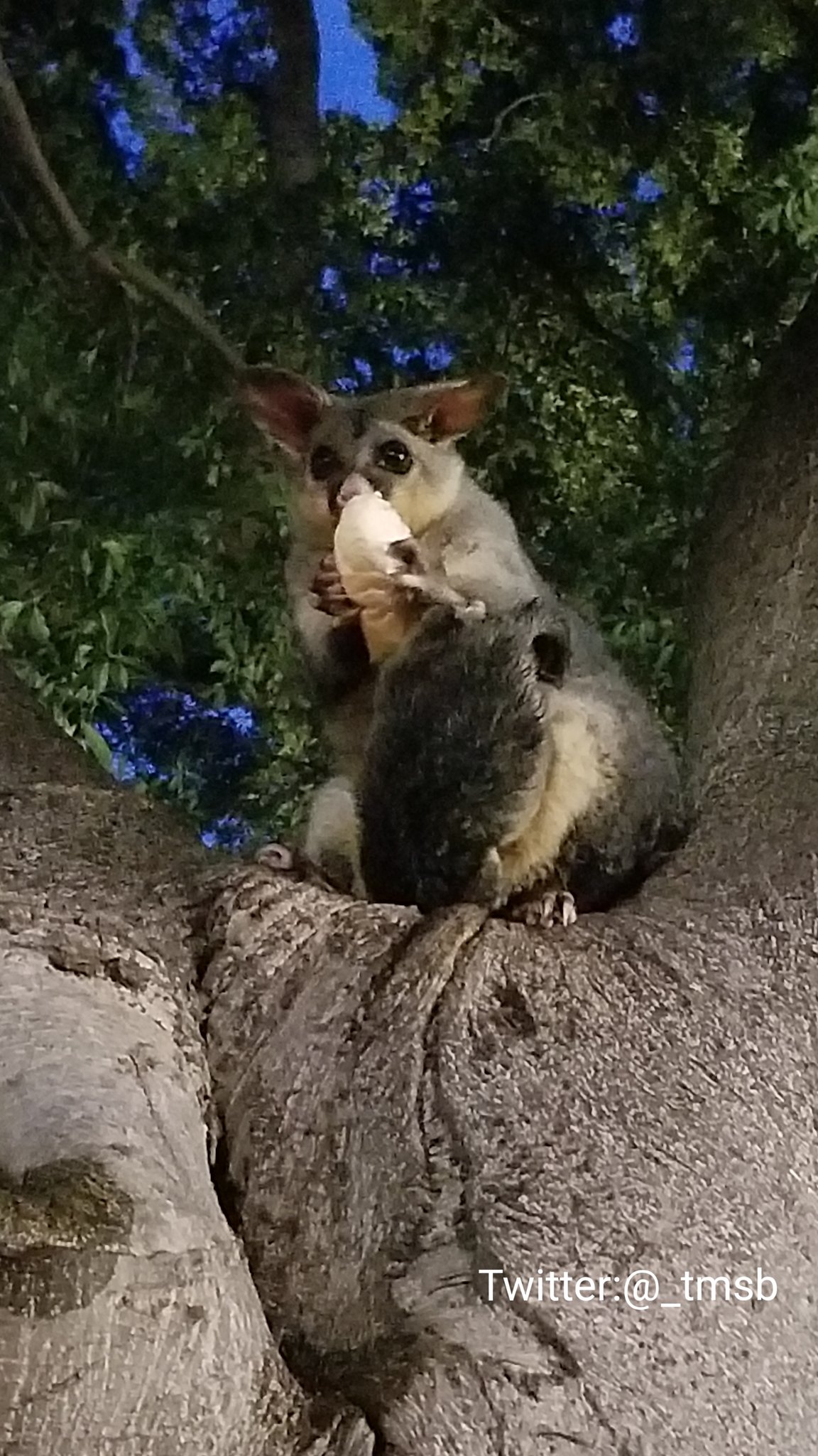 灯 幸運なことに 初日に公園でポッサムが見れた しかも子連れ 一枚目は背中に乗ってて 二枚目はお腹の袋に入ろうとしている 夜行ったのはこの日だけで1回しか見れなかったけど 別の日も行けば良かったな 誰かがあげたパン食べてるけど 多分あげちゃ