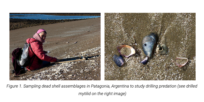 PAGES_IPO's tweet photo. New blog post @TheEarlyPages: Julieta Martinelli talks about how paleoscientists can (and should better) communicate to decision-makers and the wider community that the past needs to be studied to understand the present and predict the future. https://t.co/ukZiqYSiDL @PAGES_ECN https://t.co/3VnphQ5oPr