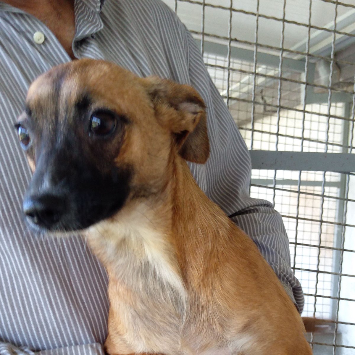 gliInvisibili's tweet photo. #LUNEDÌ #ADOZIONI

Canile sanitario di #Mendicino - c.da Acquafredda - Mendicino (CS) dalle 9:00 alle 12:30.

TANTI BELLISSIMI PELOSI IN CERCA DI CASA!

#Adotta
#NonComprare https://t.co/OKbSz8ybkm