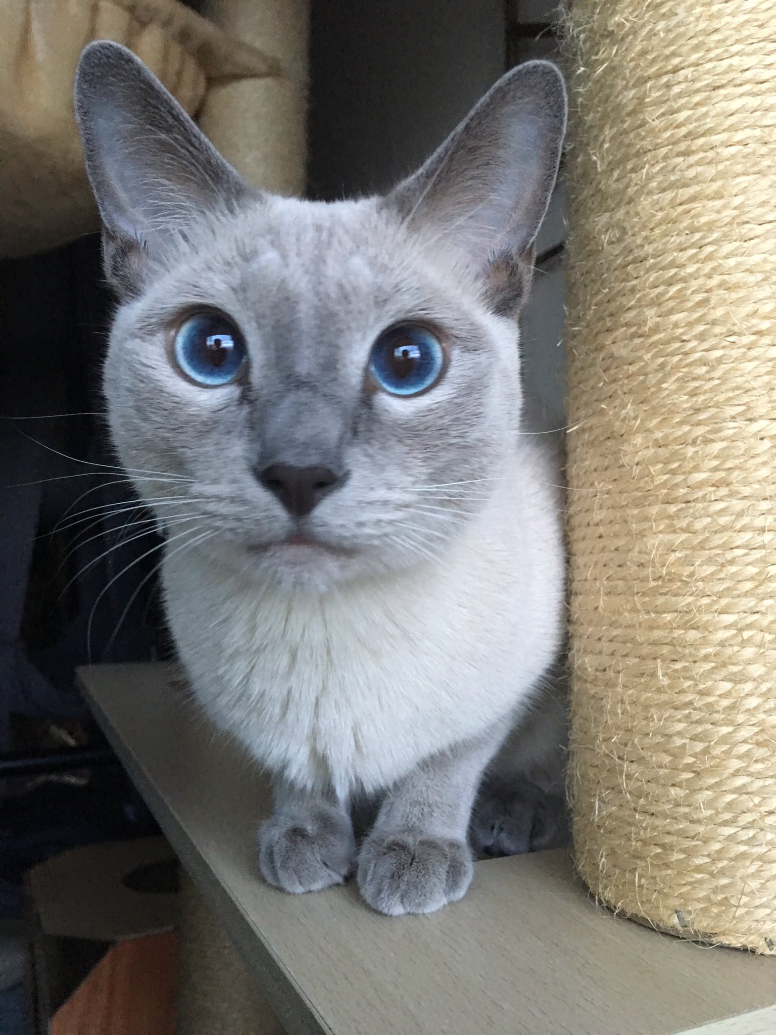 ラグビー日本 Twitter Search Twitter