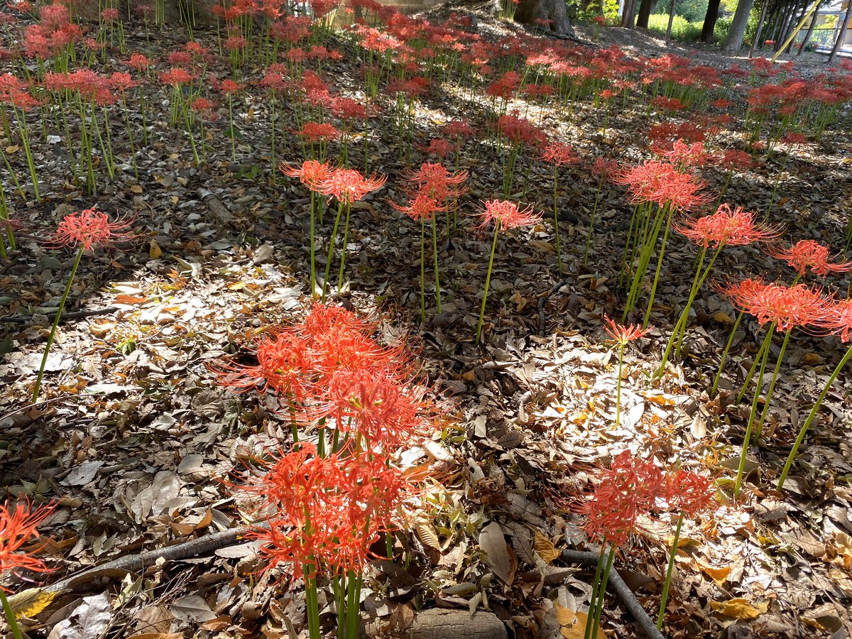 地獄花