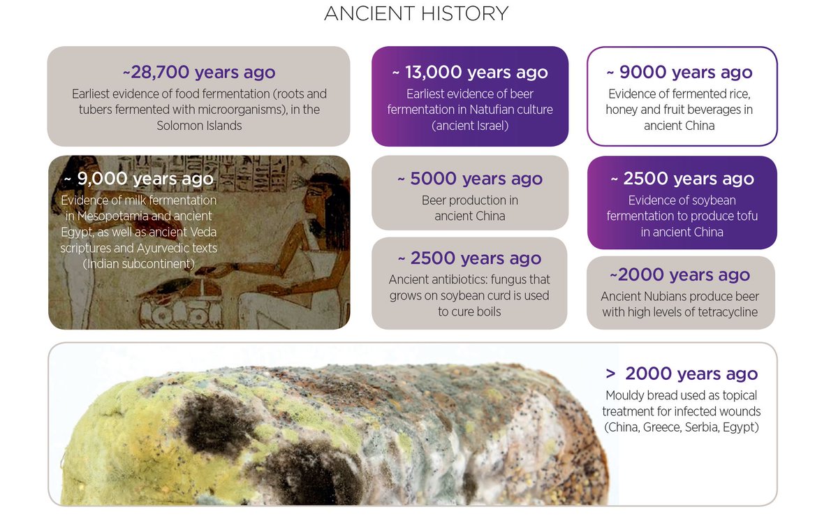 AIBNatUQ's tweet photo. Humans have been taking advantage of microbes for a very, very long time and, in turn, these microscopic organisms have altered the course of human history many times over. #Biomanufacturing #SmallThingsBigChanges | Discover more: https://t.co/rO1Boa6ckL https://t.co/yhKEjN1ALm