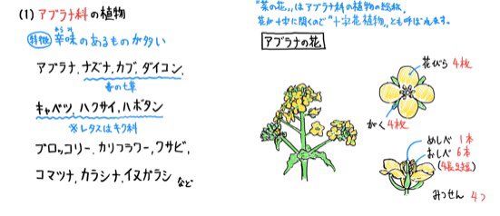 飴屋理助 בטוויטר 生物 植物 同じ科の植物は花の構造が似ています 例えば ワサビの花びらは何枚 と聞かれたとしたら もしワサビの花 を見たことがなかったとしても ワサビはアブラナ科だから4枚じゃないかな と推測することができます 植物 アブラナ