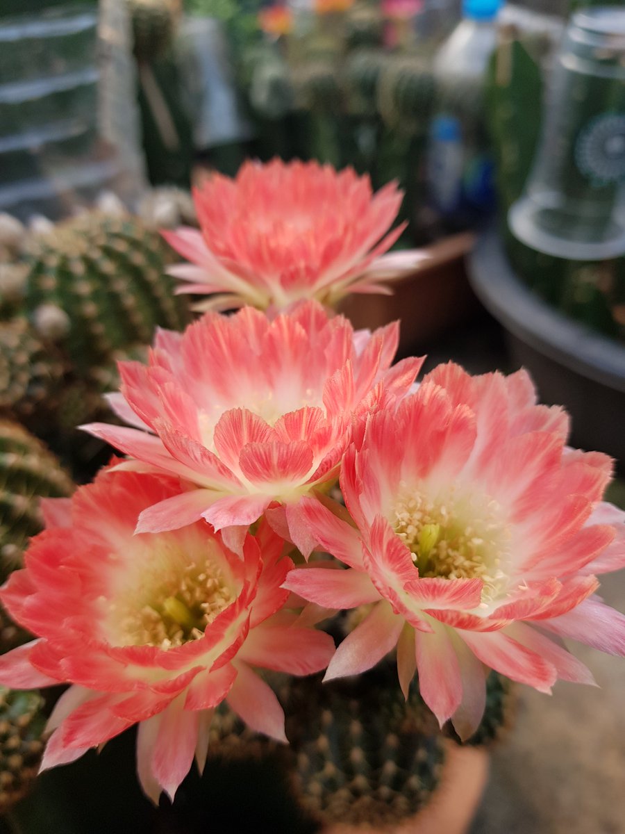 Yodtawan2's tweet photo. 🌻ยอดตะวัน🌻
#แคคตัส #กระบองเพชร #รักแคคตัส #CactusTweets #Cactus #cacti #cactusflower #Flowers #flowerlove #flowerstagram #flowerphotography #flowerreport #flower #ดอกไม้สวย #cactusclub #cactos #cactuseros
#cacto #cactusflower #cactusthailand #cactuslove #kaktus #cacti https://t.co/IOOnGGg0kp