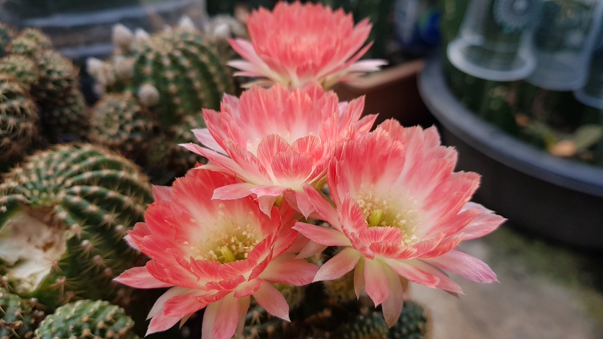 Yodtawan2's tweet photo. 🌻ยอดตะวัน🌻
#แคคตัส #กระบองเพชร #รักแคคตัส #CactusTweets #Cactus #cacti #cactusflower #Flowers #flowerlove #flowerstagram #flowerphotography #flowerreport #flower #ดอกไม้สวย #cactusclub #cactos #cactuseros
#cacto #cactusflower #cactusthailand #cactuslove #kaktus #cacti https://t.co/IOOnGGg0kp