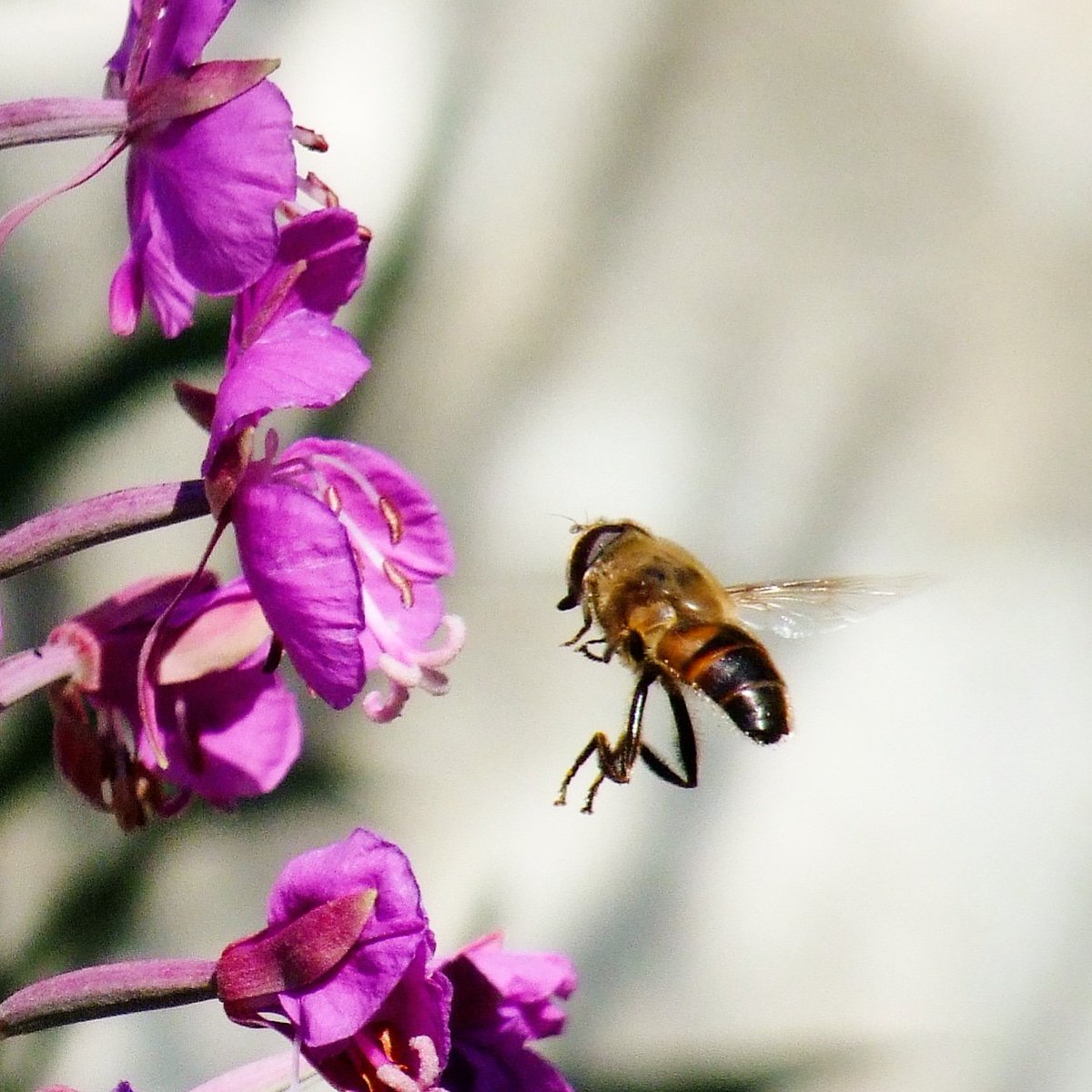 juco_photo's tweet photo. Landing on an epilobe.
.
#photooftheday #picoftheday #beautiful #flower #flowers #flowery  #macro_love #macro #nature #naturelover #naturephotography #earth #insects #bugs #bugshot2019 #bug #macrophotography #epilobe #vercors https://t.co/DJHGUEqgCw