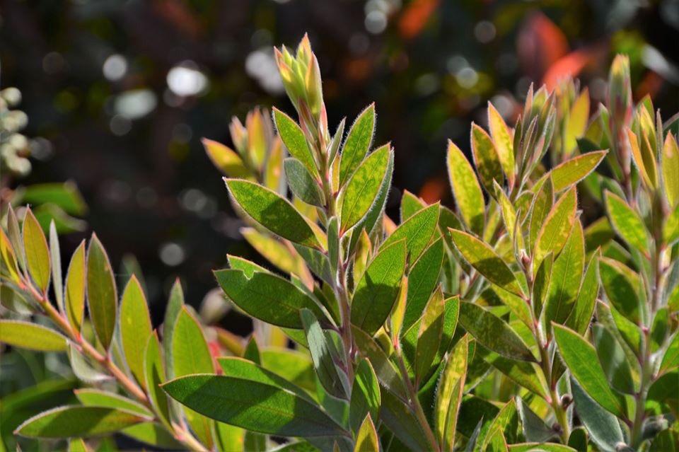 agacvepeyzajas's tweet photo. Fırça Çalısı, Callistemon viminalis. Her dem yeşil, sık dallı bir çalıdır. Hızlı büyür ve budanması kolaydır. Güneşli yerlerde iyi gelişir. Kuraklığa dayanıklıdır. İyi drene olmuş toprakları tercih eder. Balkon ve bahçelerde çit veya perde olarak kullanılabilir. https://t.co/52iYj87SuG